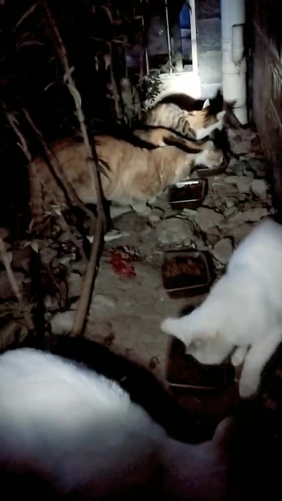 流浪猫今天吃猫粮和袋鼠肉罐头。来了七只猫,还有只躲在旁边。吃着吃着后来的和先来的打起来了,