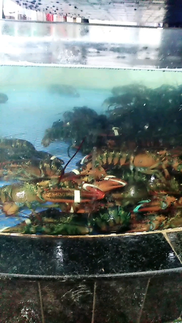 #舌尖上的旅行#美国波斯龙虾