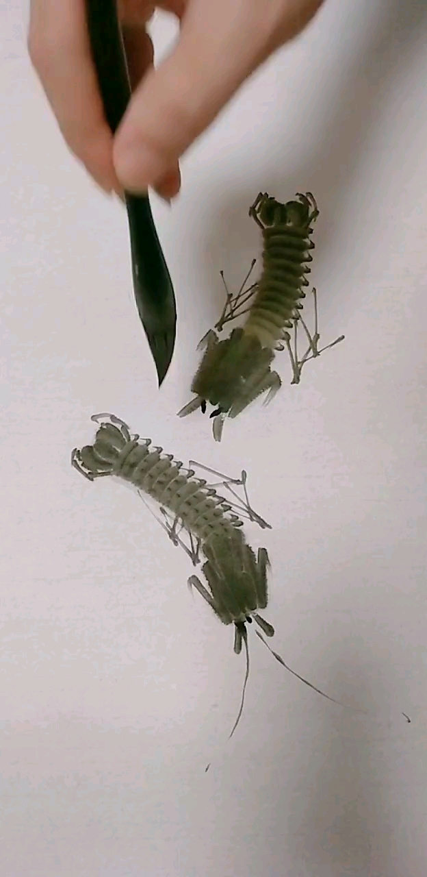 简单的皮皮虾画法