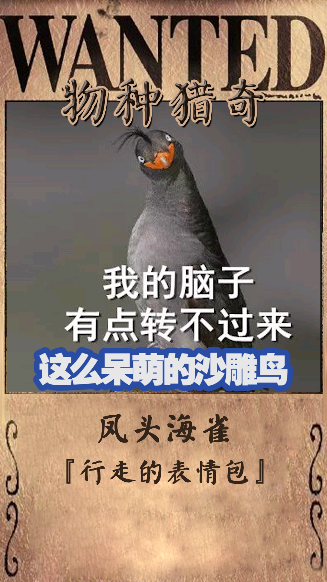 #我家萌宠成精了#扑面而来的呆毛气质