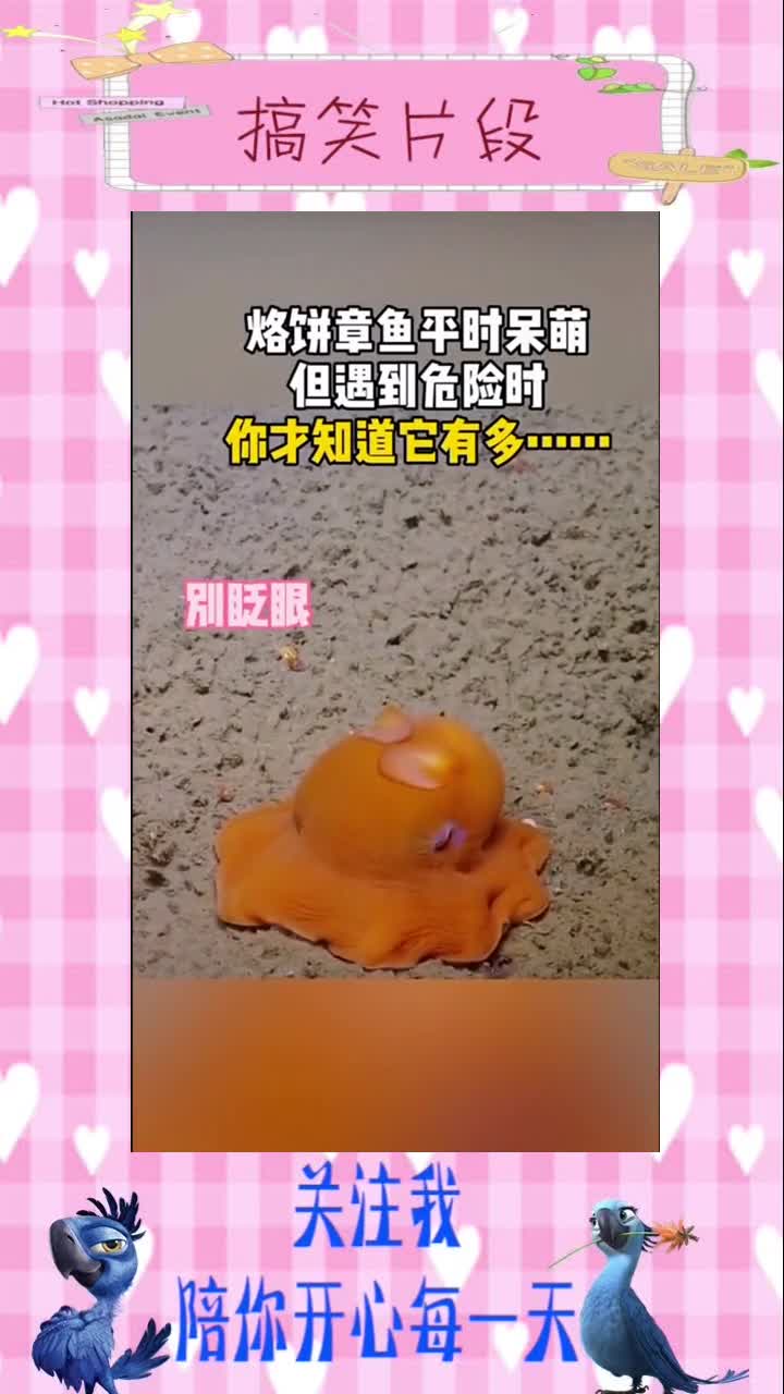 烙饼章鱼,平时呆萌可爱,遇到危险太会藏身了!,搞笑视频