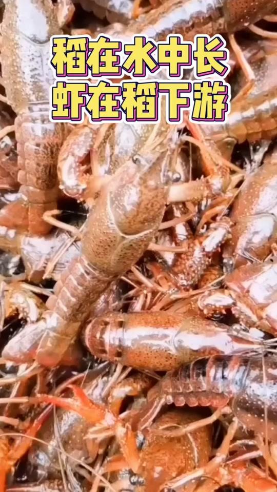 稻香虾肥,大丰出口的小龙虾是中欧“10+10”互认保护的地理标志产品。#冷知识 #加油大盐