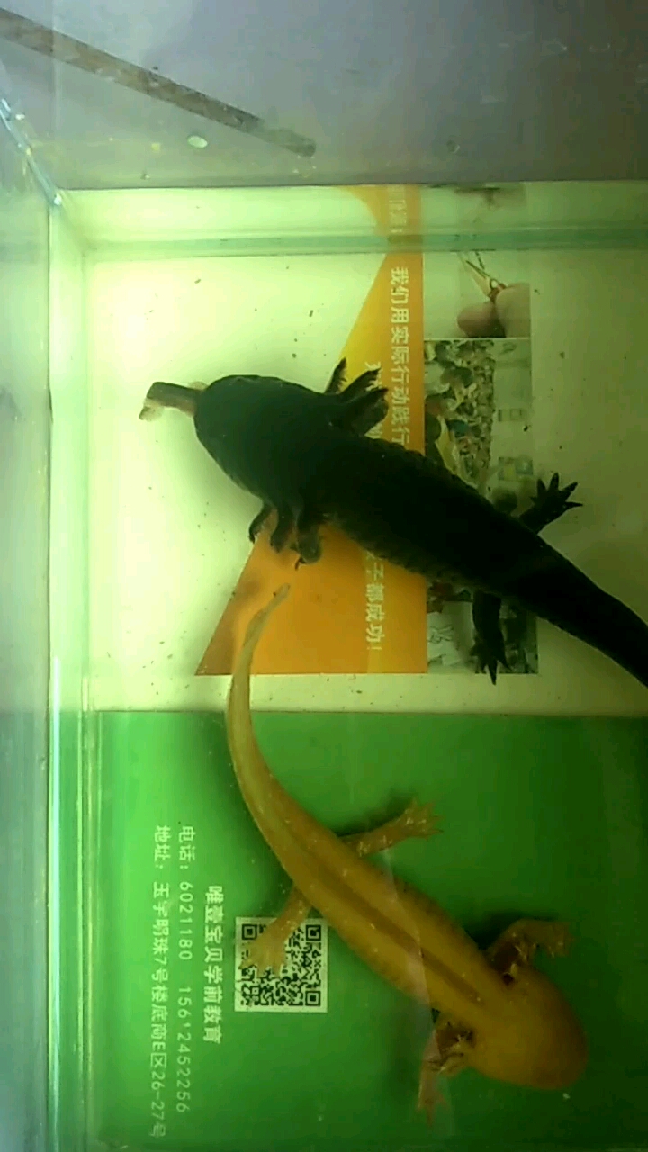 六角吃泥鳅,太逗了,中途还休息一会