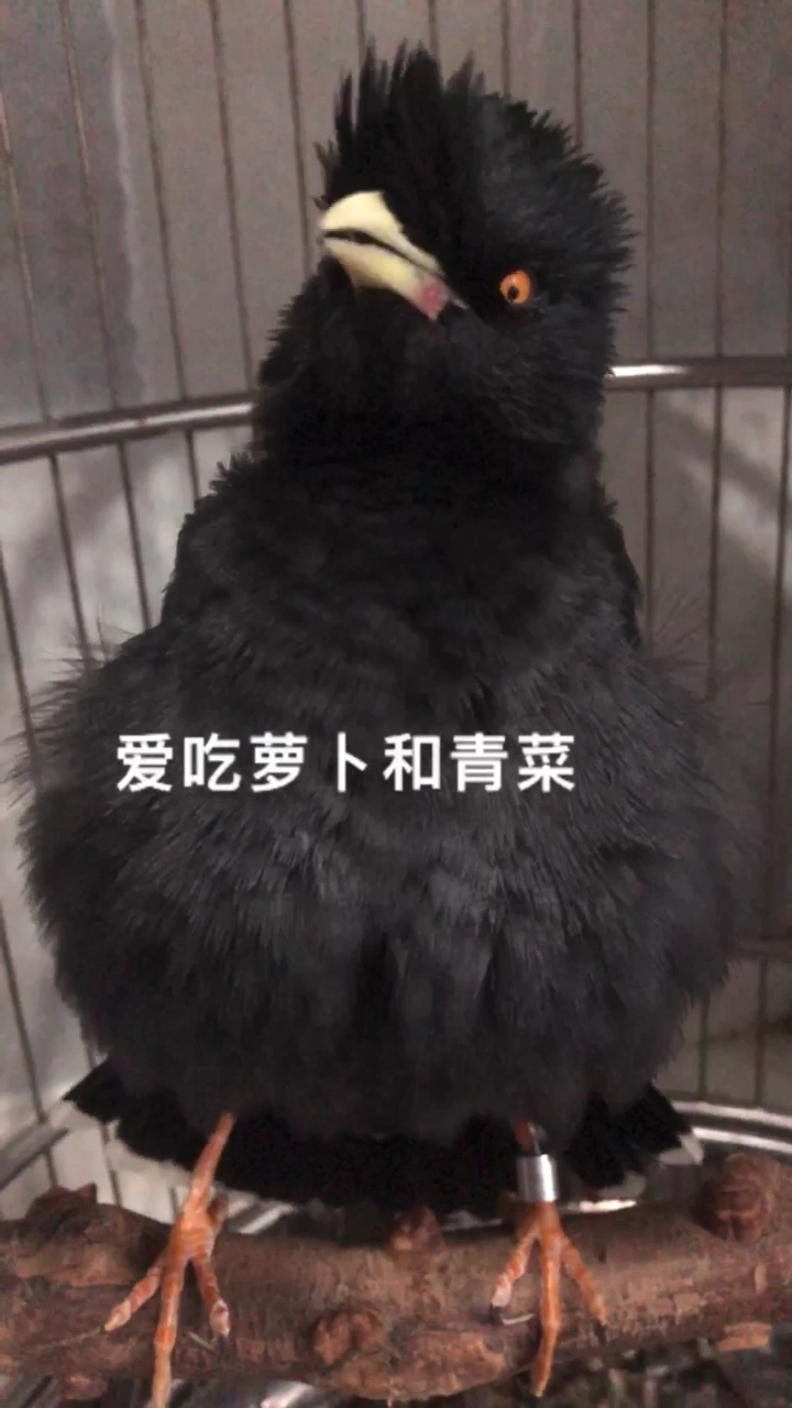 会说小白兔的八哥才是好八哥