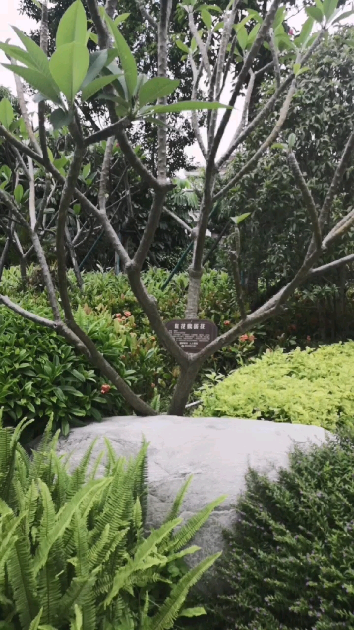 红花鸡蛋花