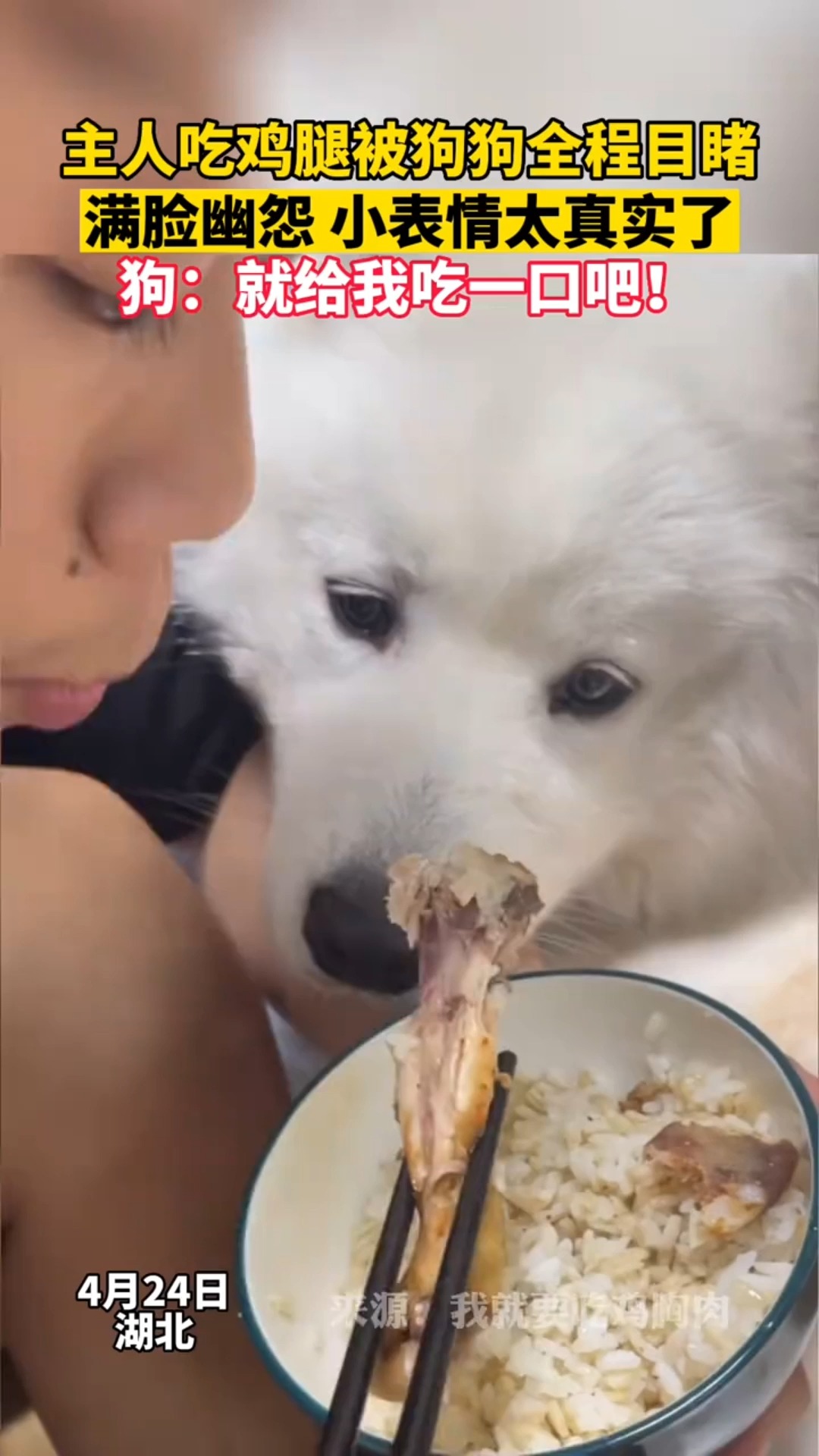 #动物搞笑#主人吃鸡腿被狗狗全程目睹,满脸幽怨,小表情太真实了。