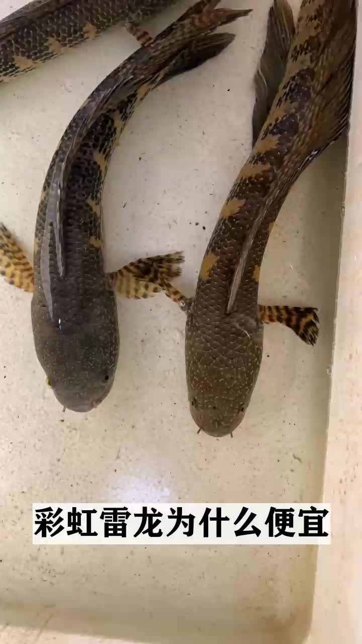 彩虹雷龙为什么便宜