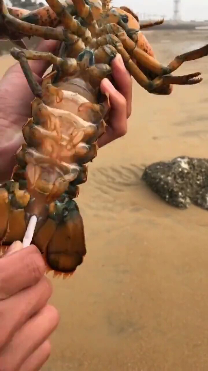 吃龙虾第一步要给它排尿,打的啪啪的
