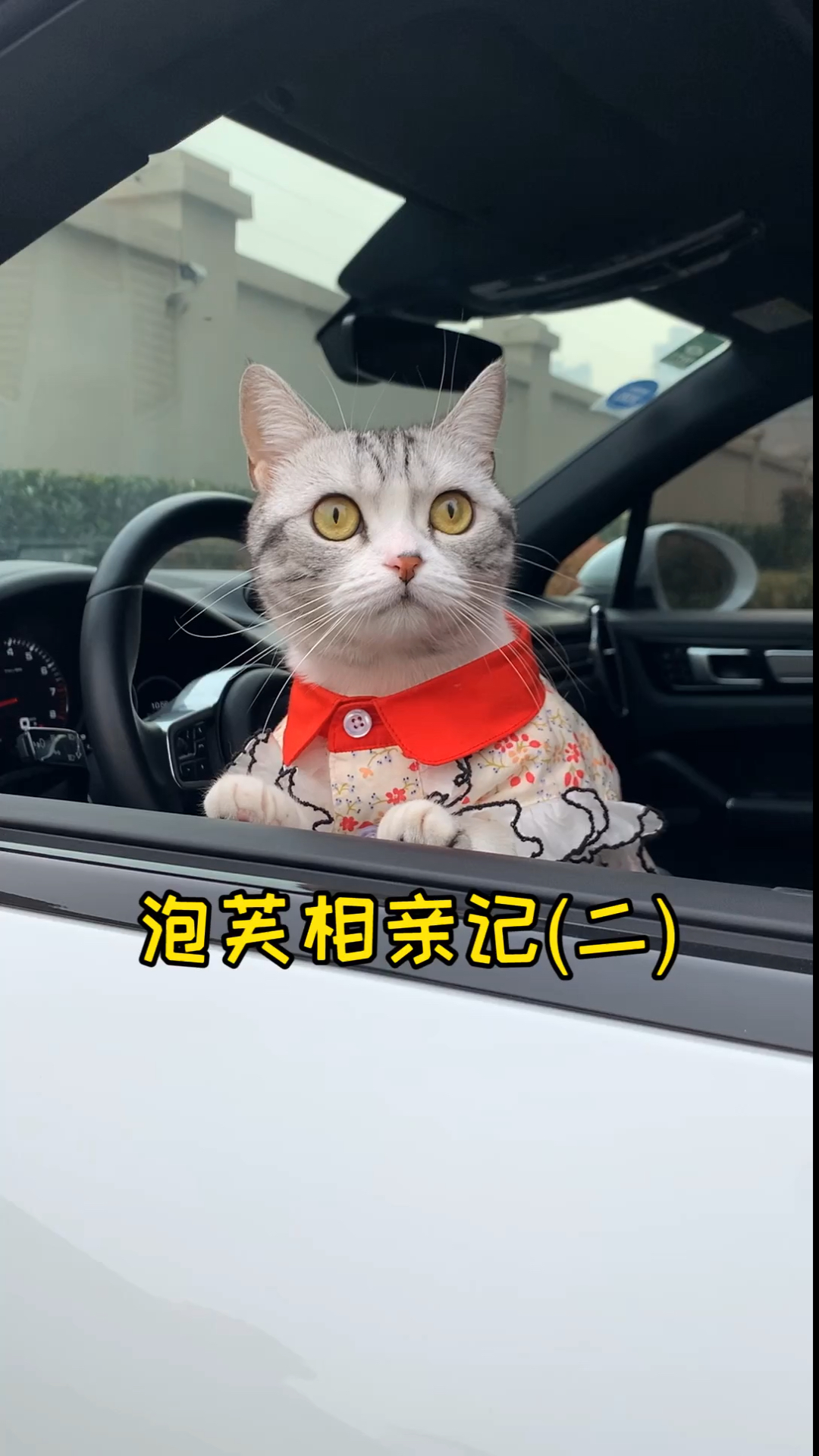 #家有猫咪#芙芙和安生的第一次见面 可能是比武相亲现场哈哈