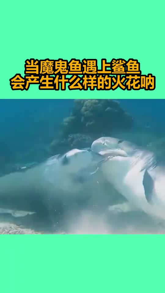 当魔鬼鱼遇上鲨鱼会产生什么样的火花呐