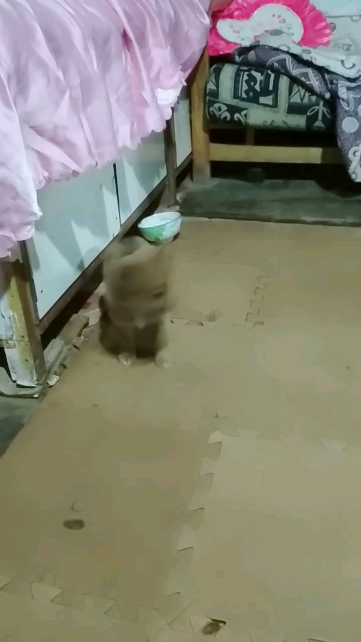 可爱的小黄狗