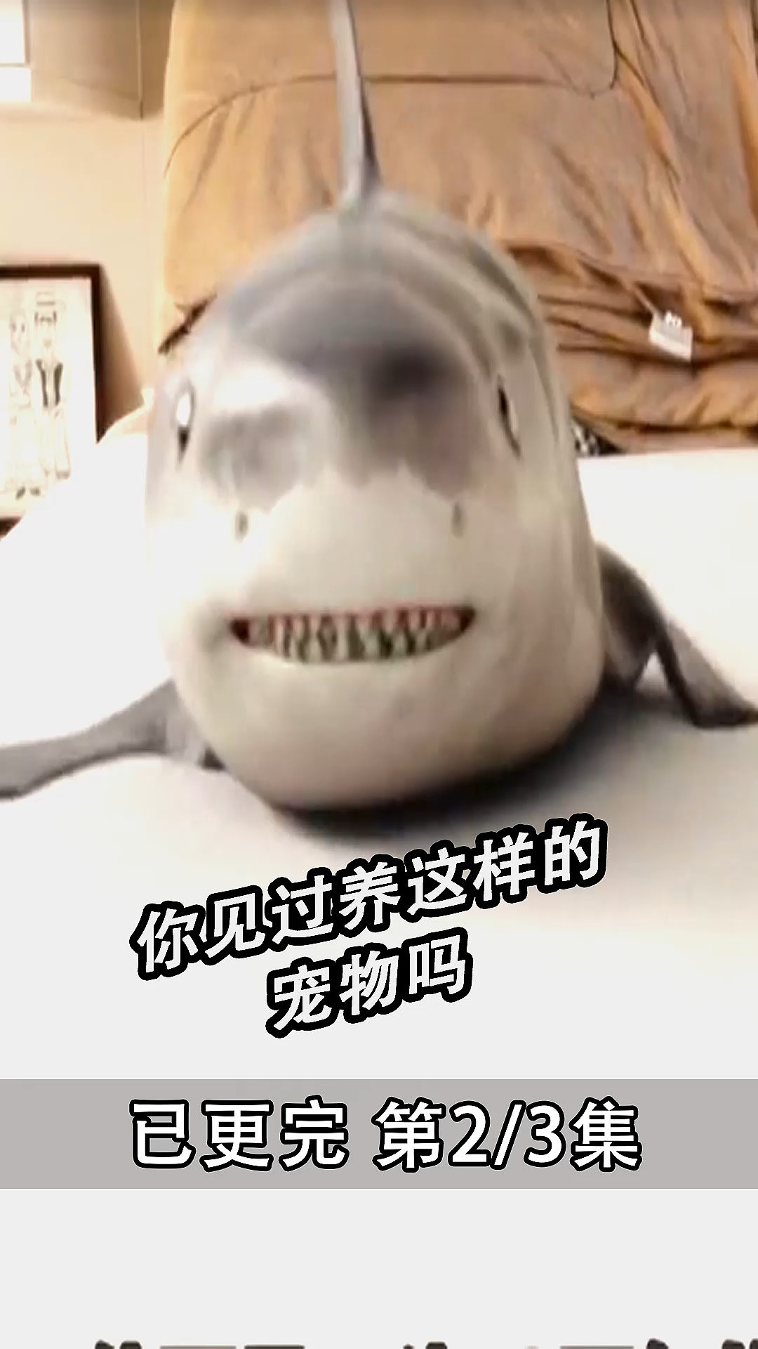 #影视解说#可爱的鲨鱼宠物
