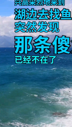 猫和鱼的故事!