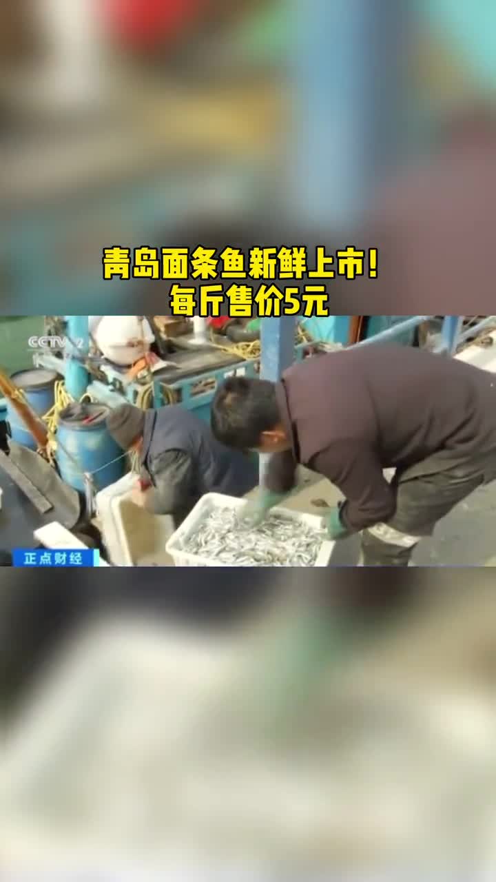 青岛面条鱼新鲜上市,每斤售价5元