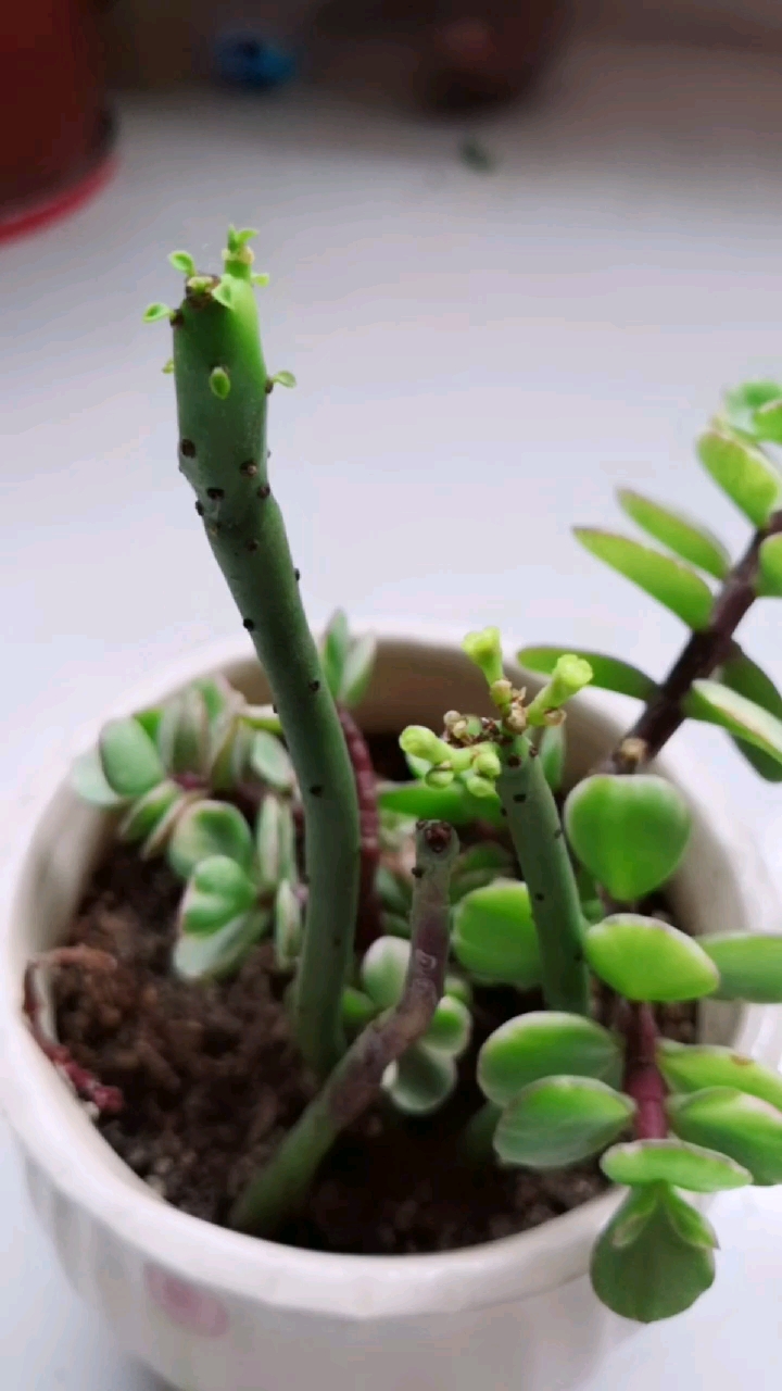 @全民小助手光棍树开花