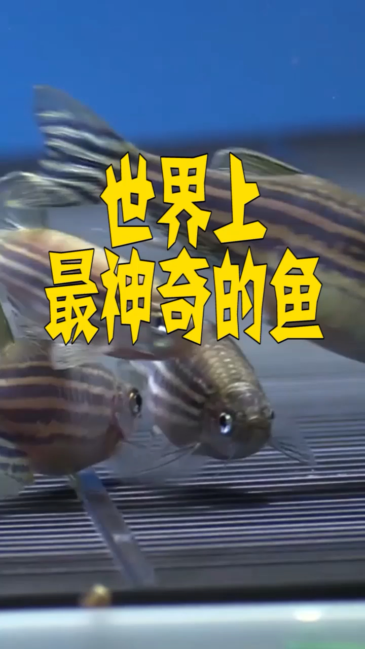 世界上最神奇的鱼,能够在生长过程中观察它的细胞成长