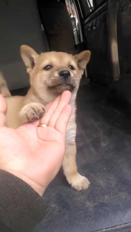 可爱的小黄狗