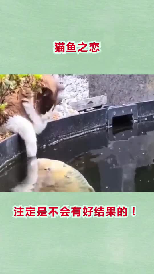 猫鱼之恋,注定是不会有好结果的!
