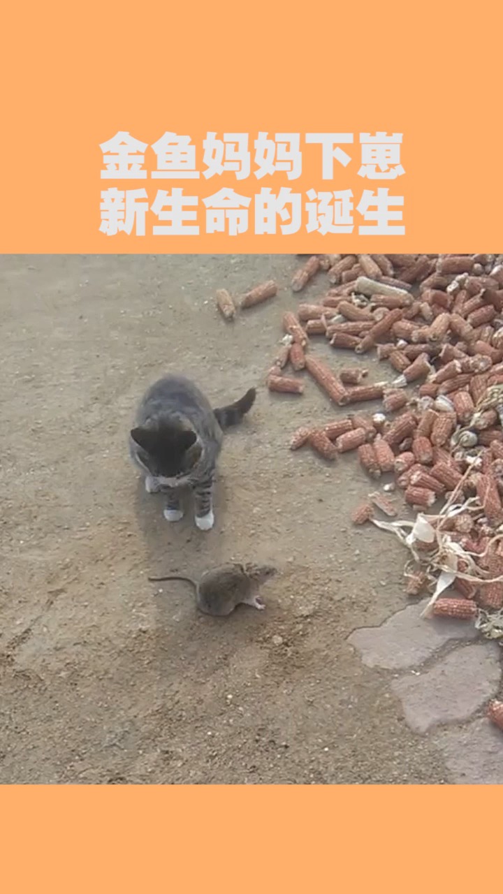#我要上热门#金鱼妈妈下崽,新生命的诞生