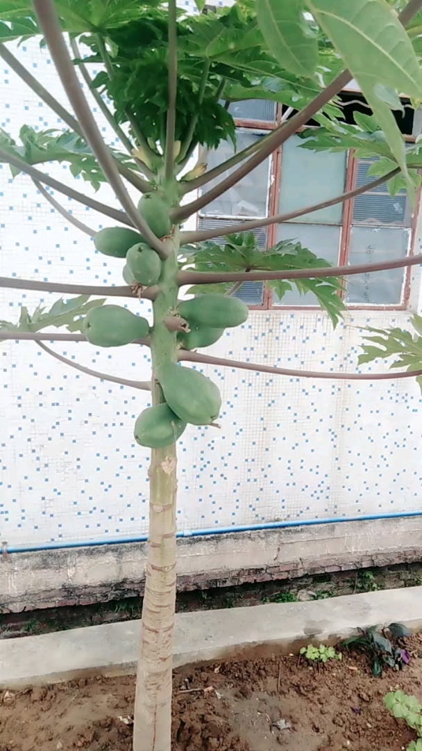 这是什么呢?是不是面包树呢?