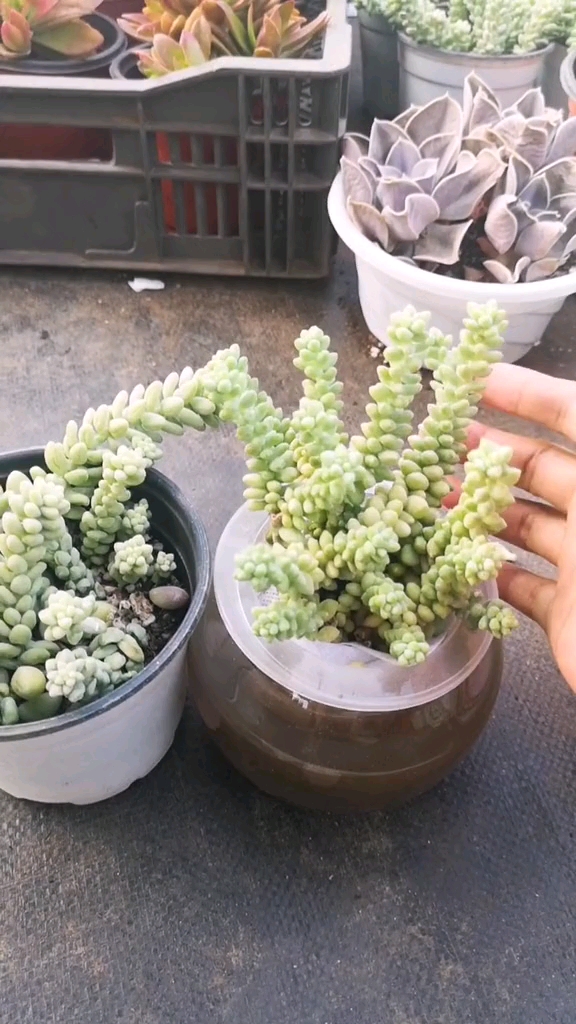 #我的小花园#多肉植物水养玉坠