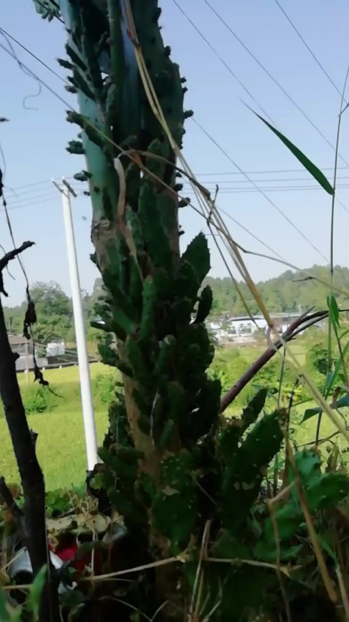 这棵仙人掌要与天空比高