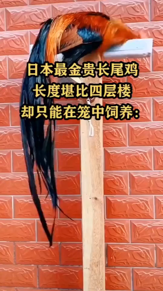 日本最金贵长尾鸡,长度堪比四层楼却只能在笼中饲养?