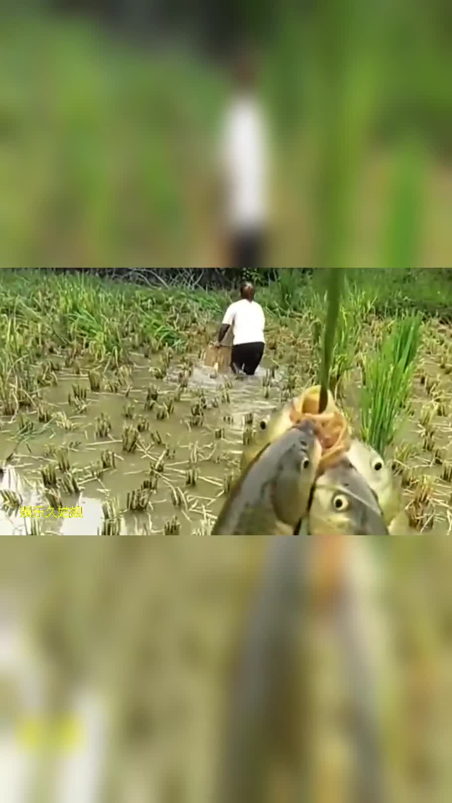 海南:爸爸稻田里养出来的稻花鱼,一斤35块不舍得卖,留给自己起来吃!
