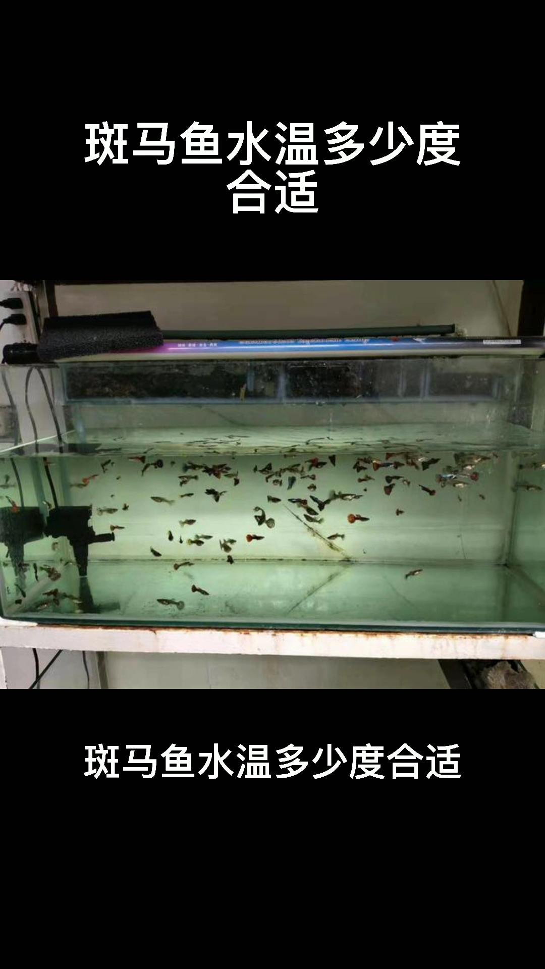 斑马鱼水温多少度合适