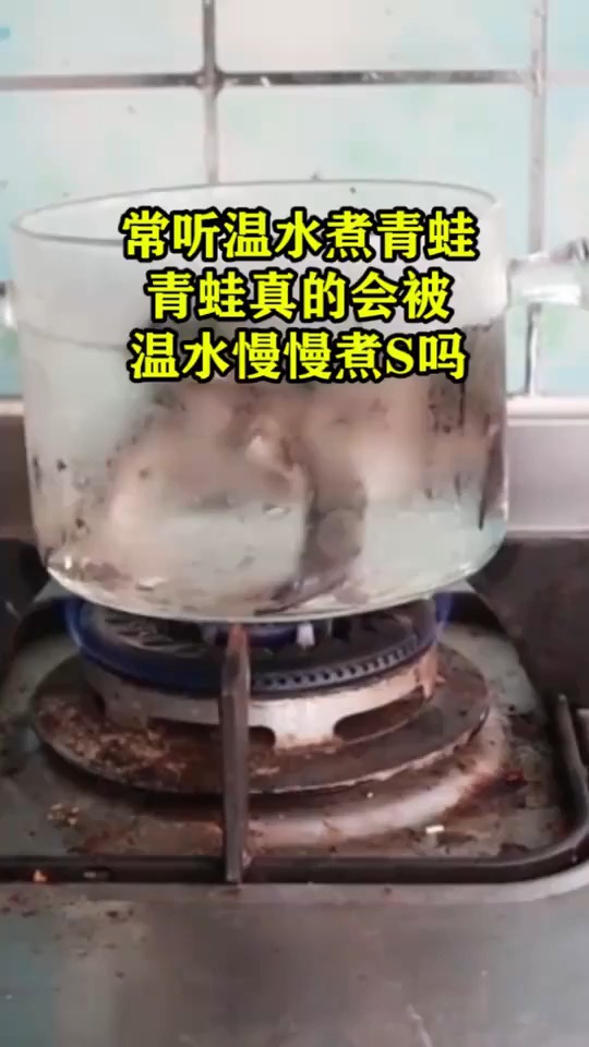 常听温水煮青蛙,青蛙真的会被温水慢慢煮死吗