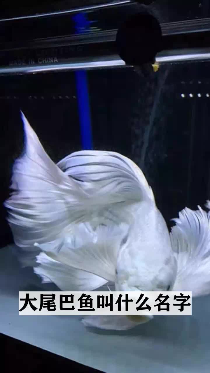 大尾巴鱼叫什么名字
