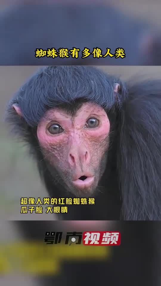 这种猴子,长得好像人,而且还是瓜子脸,大眼睛