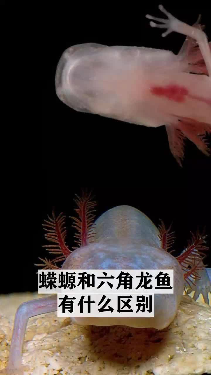 蝾螈和六角龙鱼有什么区别