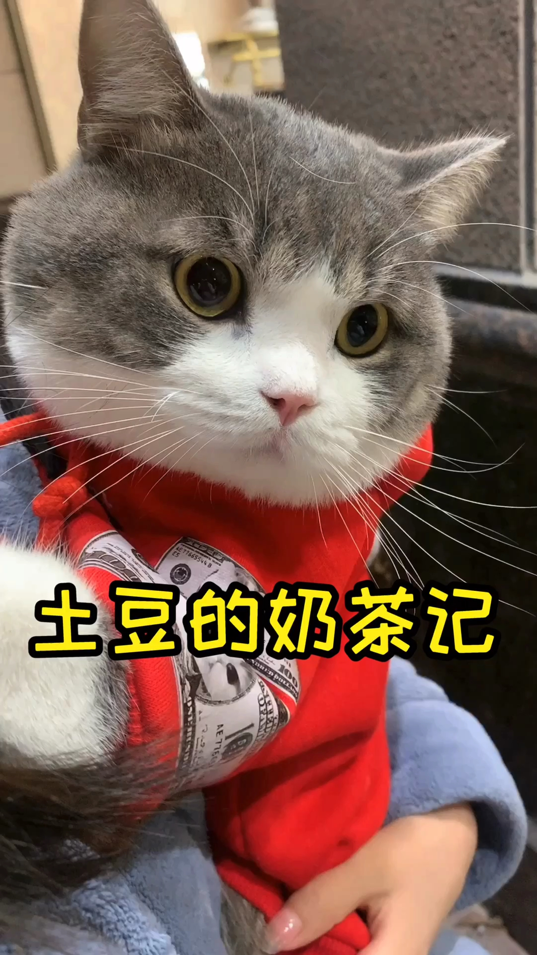 土豆说  这奶茶我是一口也没尝  都被铲屎的喝了哈哈哈 