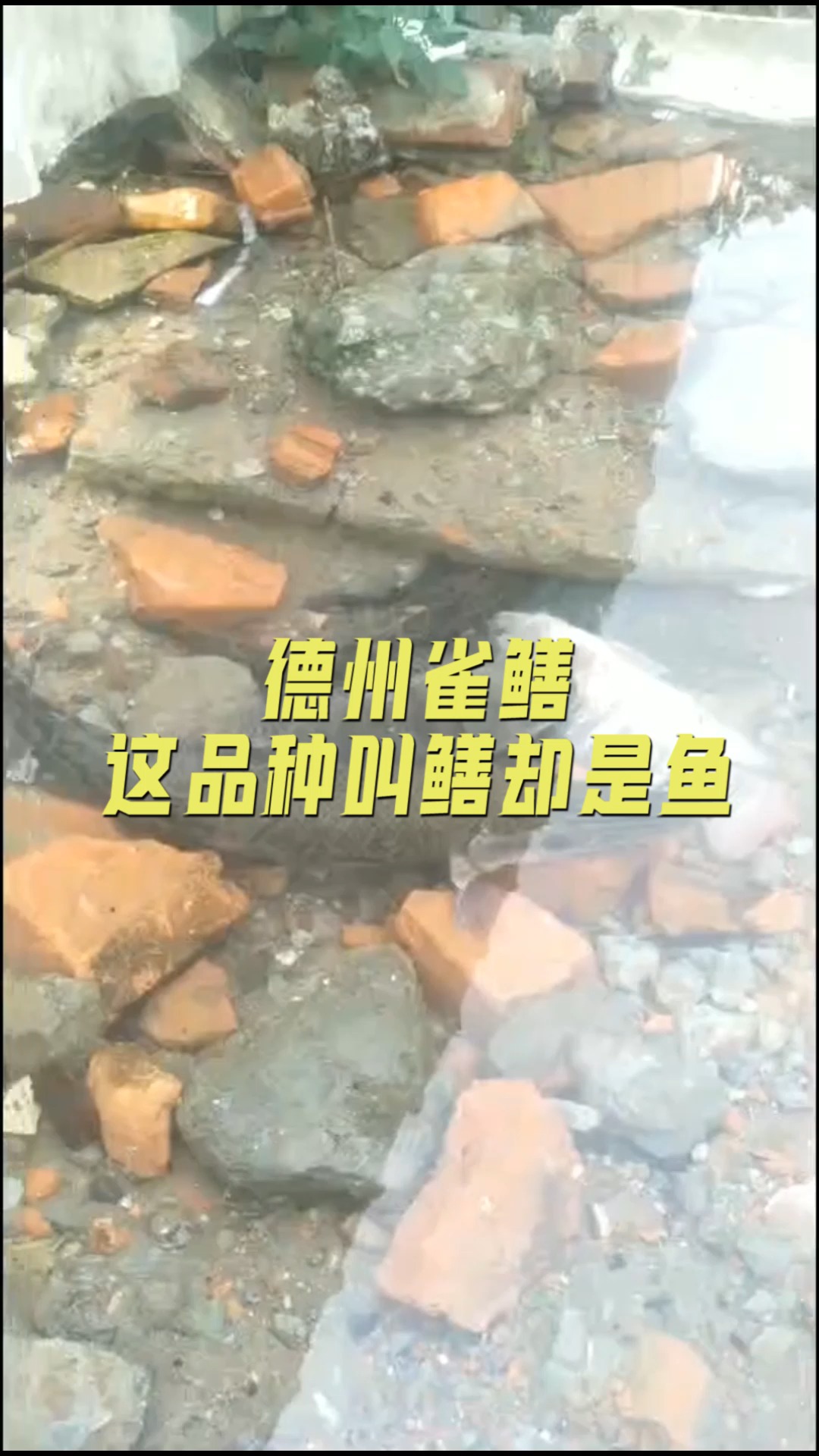 #美食#德州雀鳝,这品种叫鳝却是鱼,还能愉快的吃鱼吗?