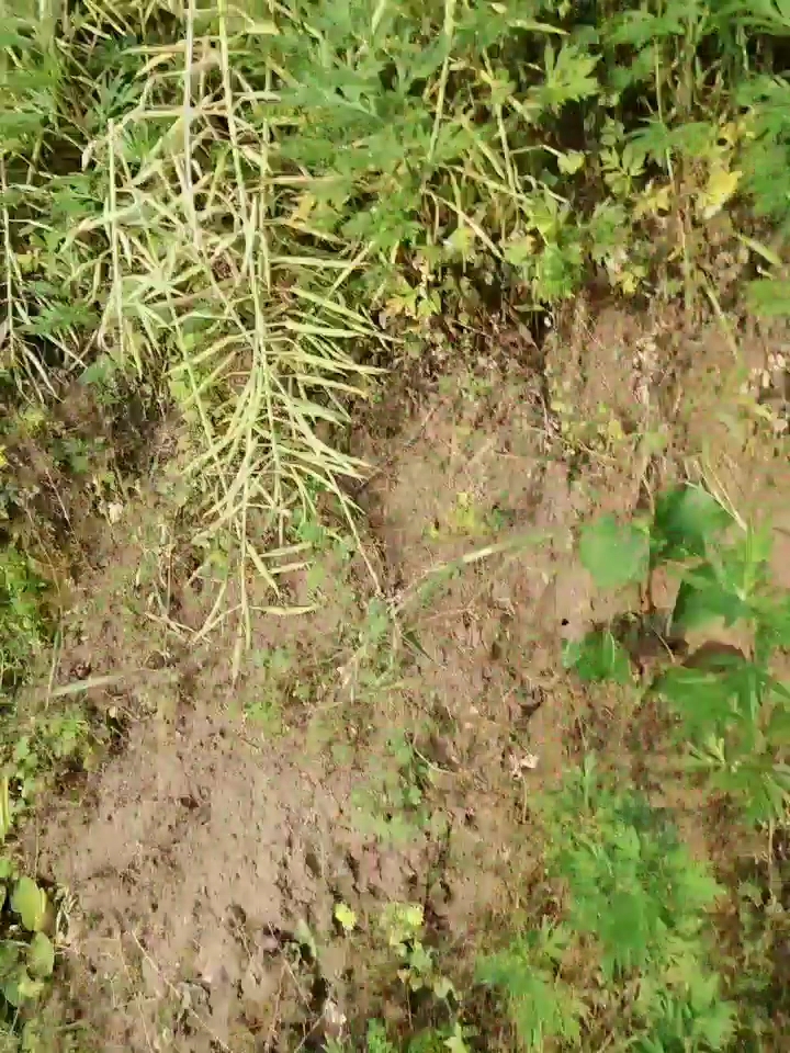 看吧  油菜花变成了油菜籽,大片的油菜好看么,我觉得比油菜花好看