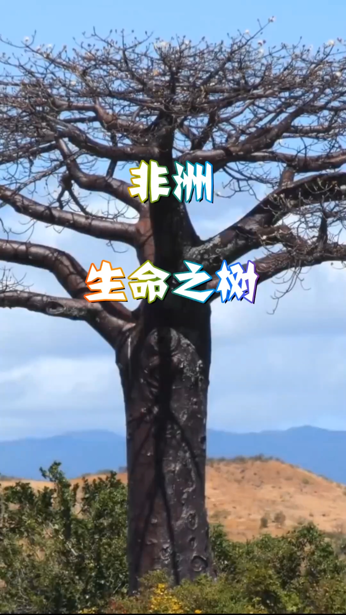 非洲人的生命之树,中国也学着种起来,却没想到长成这样! 