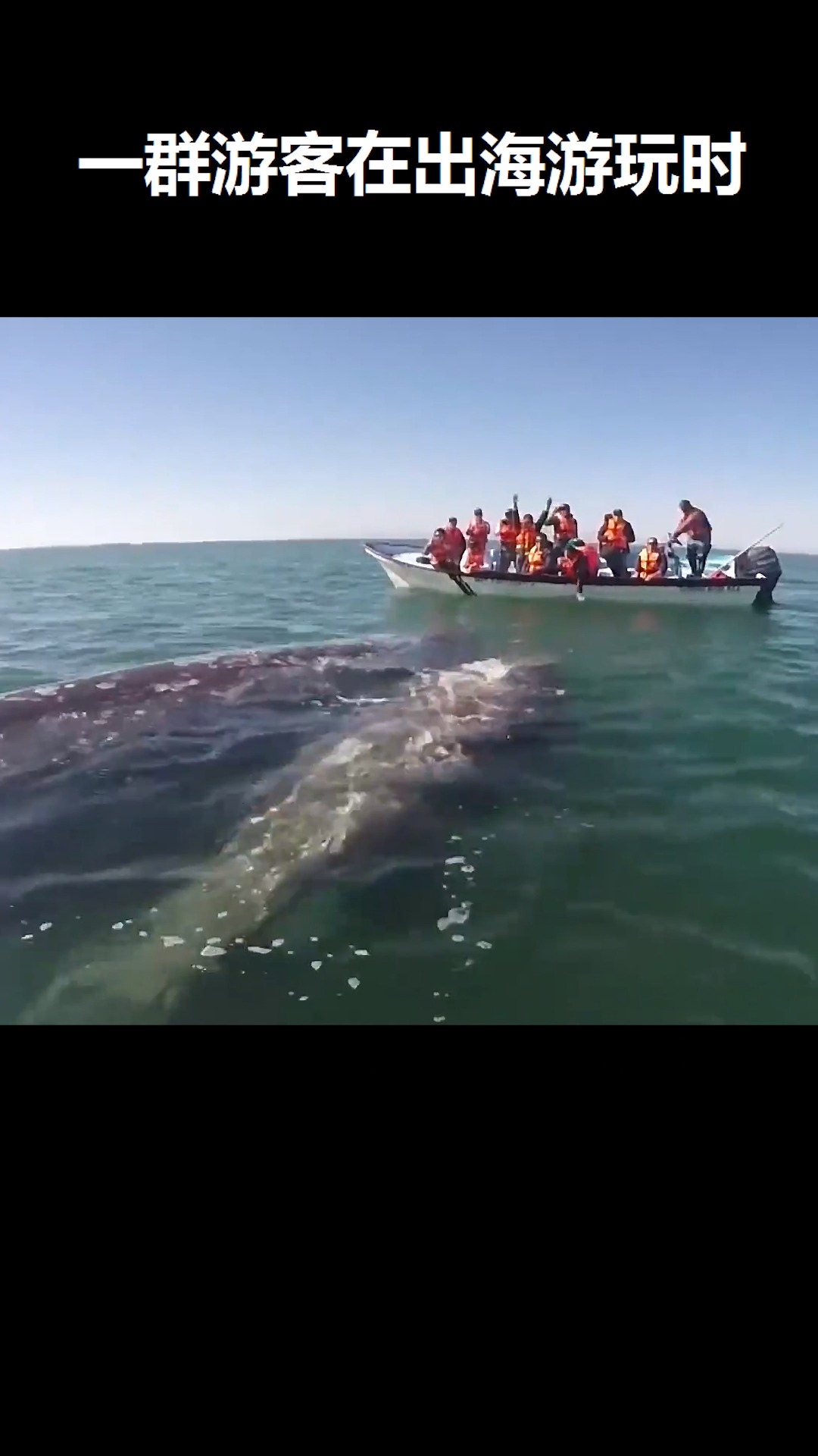 #神奇动物在这里#鲸鱼太可怜了了,为解救鲸鱼的潜水员点赞!