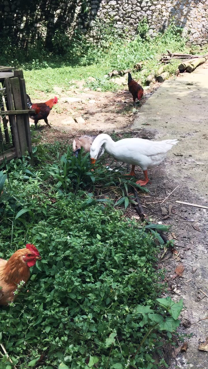 三个月了,小鸡可以吃了,哈哈