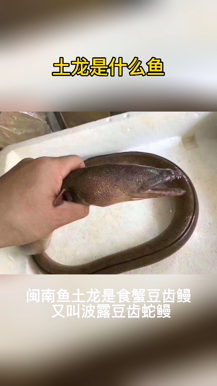 土龙是什么鱼  