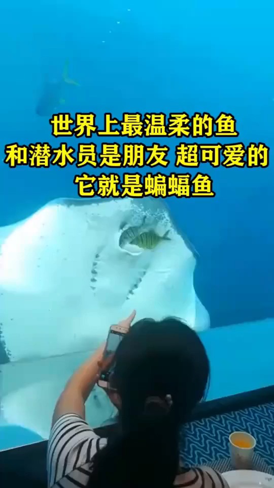 #搞笑视频#世界上最温柔的鱼,和潜水员是朋友,超可爱的,它就是蝙蝠鱼