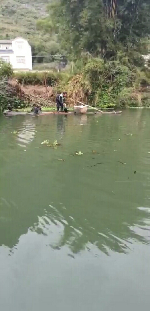 鱼鹰抓鱼