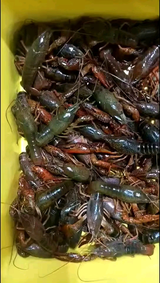 可以有