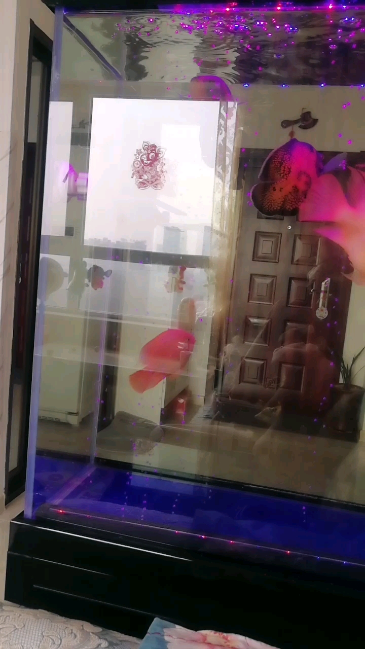 鱼儿水中游!鱼缸收拾的真干净