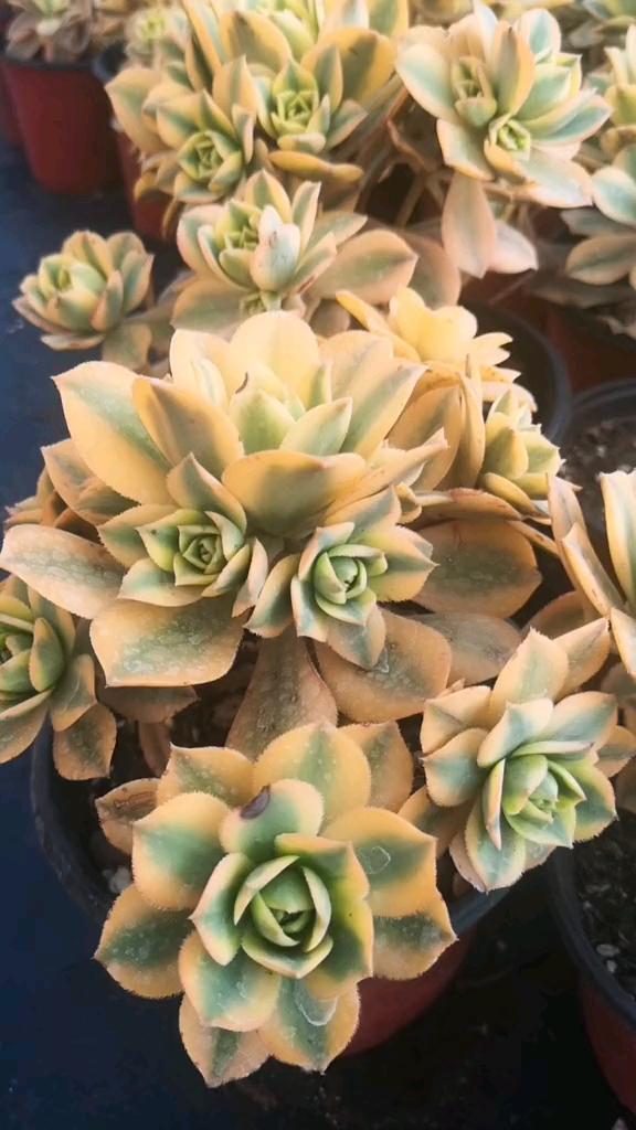 #我的小花园#云南多肉植物 法师星爆