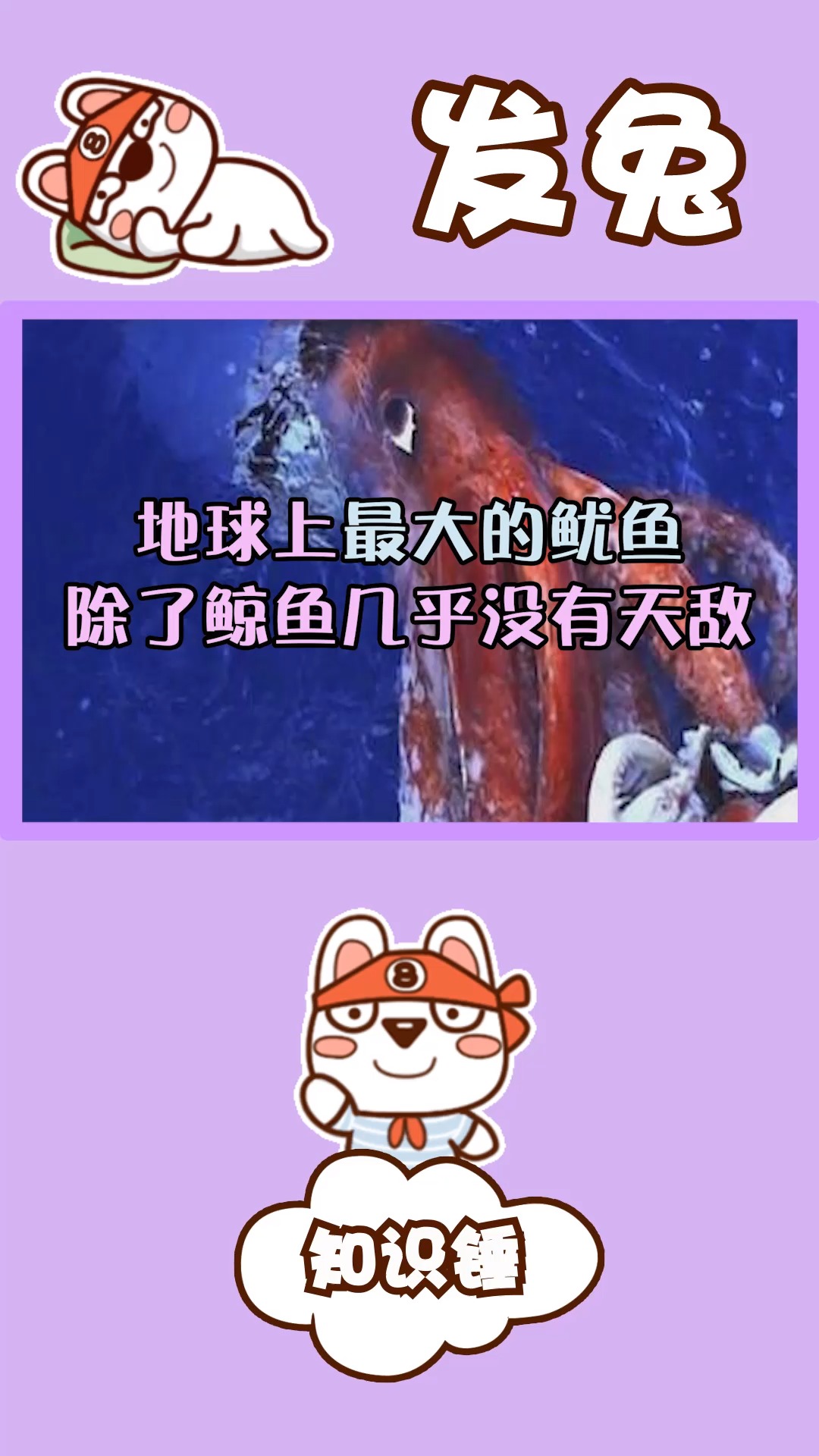 地球上最大的鱿鱼,450天长20米,除了鲸鱼几乎没有天敌