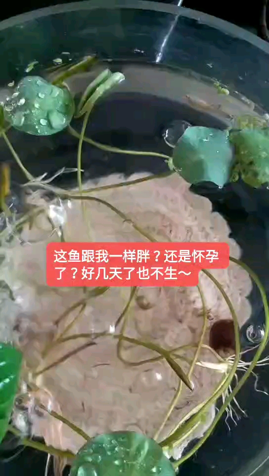 #抗暑大作战#大肚子的小鱼是有宝宝了还是该减肥了?