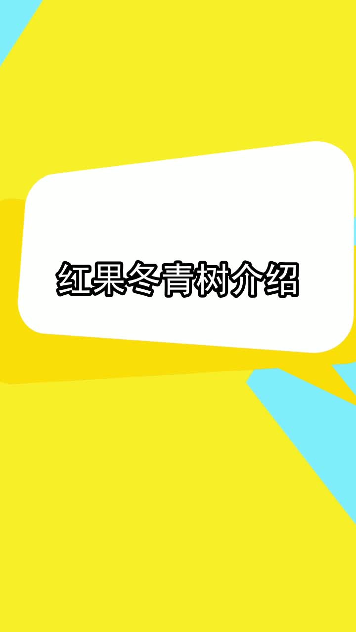 红果冬青树介绍,你理解了吗