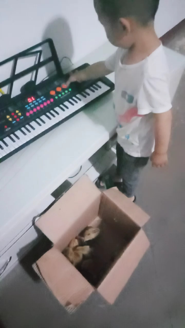 从我舅家抓来几只小鸡,儿子说不让它睡觉弹钢琴给它听……小孩真是天真