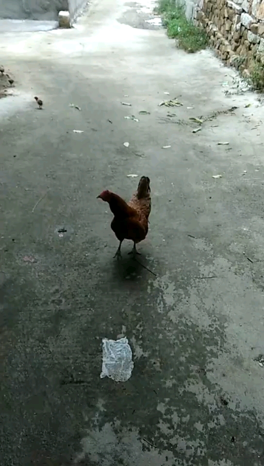 老母鸡带着小鸡
